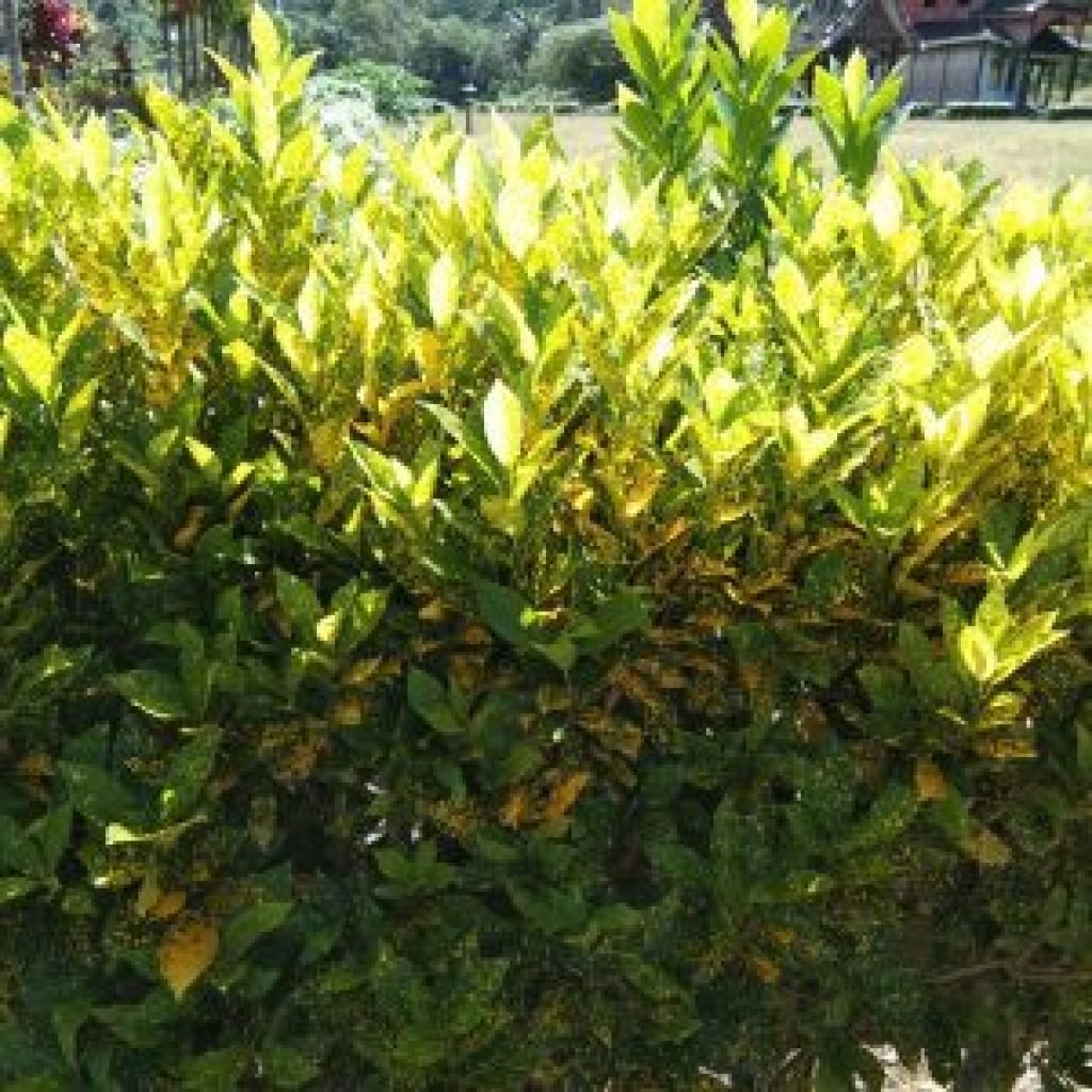 IMG-20210909-WA0078-300x300