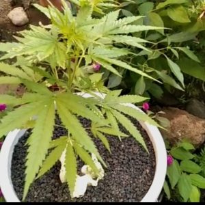 Tanaman Ganja Ditemukan Polisi Pada Sebuah Pot Ember Di Kecamatan Pujut