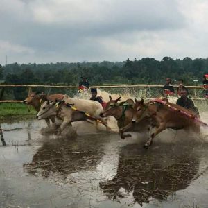 Alek Pacu Jawi, Wisata Andalan Tanah Datar