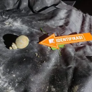 Polisi Pastikan Granat Yang di Temukan Warga Sukahati Hanya Berupa Replika