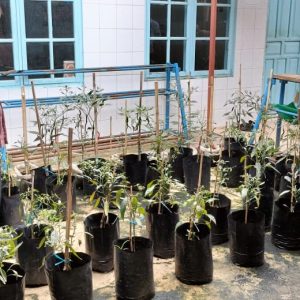 Lawan Inflasi, Pekarangan DP3AP2KB Kota Payakumbuh Ditanami Cabe 