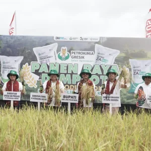 Bersama Dirut PT. Petrokimia Gresik, Bupati Gelar Panen Raya Demplot Phosgreen dan Za Plus Komoditi Padi Nagari Sarilamak