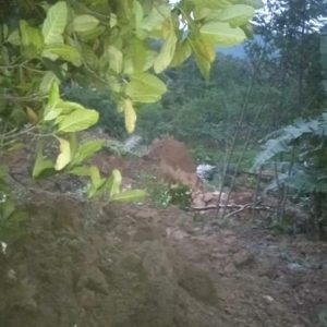 Sejumlah Warga di Evakusai, Akibat Longsor Yang Terjadi di Tanjungsari Kabupaten Bogor