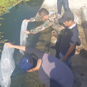 Pj. Wali Kota Payakumbuh Rida Ananda melepas 3.000 ekor bibit ikan nila di Embung Ampangan