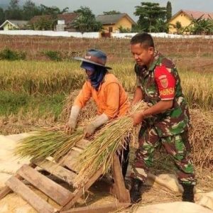 Tingkatkan Ketahanan Pangan, Babinsa Kodim 0421/LS Turun Ke Sawah Bantu Petani