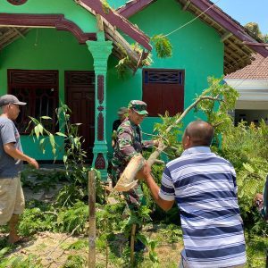Bergerak Cepat, Babinsa Kodim 0421/LS Bersihkan Rumah Tertimpa Pohon Tumbang