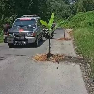 Pemprov Sumbar Abai, Jalan Provinsi Di Tanam Pohon Pisang