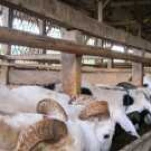 Pemerintah Pusat Provinsi Kucurkan Anggaram Dana Hibah Ke Kelompok Poktan