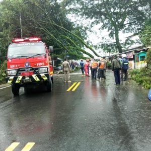 Polsek Ciawi Bersama Instansi Terkait Lakukan Evakuasi Pohon Tumbang Jalan Raya Puncak Desa Pandansari Ciawi Kabupaten Bogor