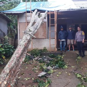 Polsek Caringin Bersama Instansi Terkait Dan Warga Masyarakat Sekitar Bantu Evakuasi Satu Rumah Tertinpa Pohon Tumbang