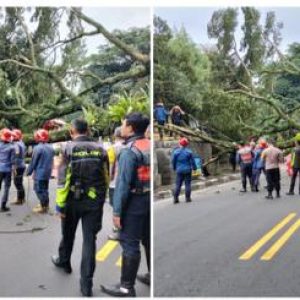 Kapolsek Ciawi Bersama Anggota Dan Instansi Terkait Lakukan Evakuasi Kenbali Adanya Bencana Alama Pohon Tumbang