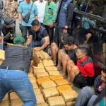 BNN Sumbar Berhasil Amankan 500 Kg Ganja Kering