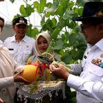 Panen Perdana Melon, Bupati Eka Putra : Petani Harus Melek Teknologi