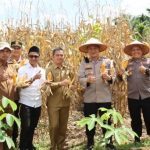 Kapolres Dharmasraya Panen Jagung Bersama KWT Tunas Muda, Dukung Ketahanan Pangan Menuju Indonesia Emas 2045