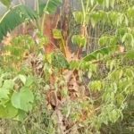 Mengkhawatirkan,Kebakaran Lahan di Tanah Datar Mencapai 30 Hektar