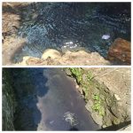 DLH Kota Bogor Terkesan Tumpul Mengatasi Limbah Tapioka Yang Menjadi Keluhan warga