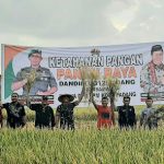 Ketahanan Pangan: Dandim 0312/Padang Gelar Panen Raya Bersama Ketua DPD LPM Kota Padang