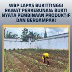 WBP Lapas Bukittinggi Rawat Perkebunan: Bukti Nyata Pembinaan Produktif dan Berdampak!