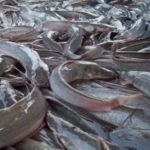 Dorong Ketahanan Pangan,Desa pondokaso landeuh Fokus Perkuat Produksi Ikan Lele Lokal