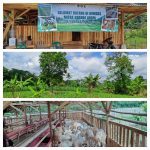 Desa Cisarua : Program Ketahanan Pangan Melalui BUMdes Budidaya Domba Dan kebun Jagung