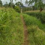 Pekerjaan Jalan Usaha Tani di Nagari Sumanik Tidak Transparan.