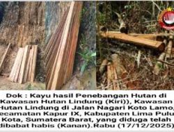 Hutan Lindung Koto Lamo Diduga Dibabat Habis, Warga Terancam Longsor dan Banjir