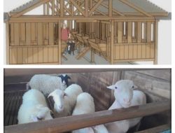 Diduga Kurang Perawatan, Desa Cibodas Lima Ekor Domba Mati Program Ketahanan Pangan