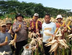 Polsek Babakan Madang Bersama Poktan Pancar Harapan Panen Jagung
